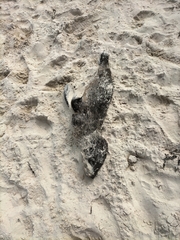 Arctocephalus pusillus pusillus