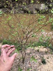 Wikstroemia indica
