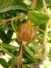 Gnorimoschema baccharisella