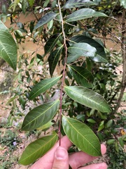 Glochidion ferdinandi