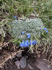 Eritrichium argenteum