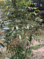 Glochidion ferdinandi