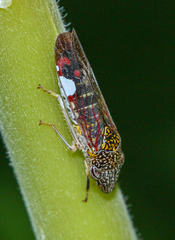 Homalodisca liturata