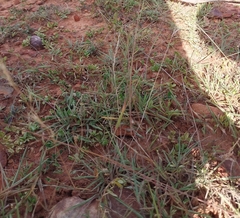 Eragrostis lehmanniana