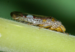 Homalodisca liturata