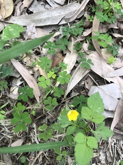 Oxalis exilis
