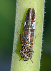 Homalodisca liturata