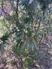 Quercus gravesii
