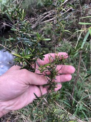 Leptospermum brachyandrum
