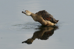 Dendrocygna javanica