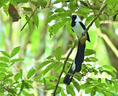 Dendrocitta leucogastra