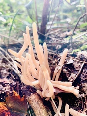 Clavaria