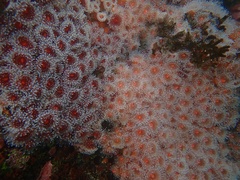 Corynactis californica