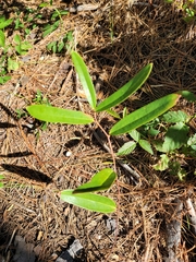 Smilax laurifolia