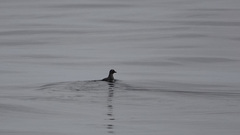 Ptychoramphus aleuticus