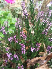 Calluna
