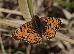 Phyciodes mylitta
