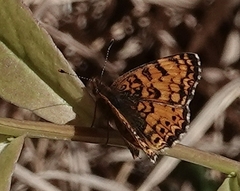 Phyciodes mylitta