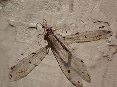 Dendroleon speciosus