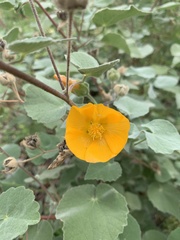 Abutilon palmeri