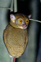 Cephalopachus bancanus borneanus