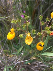 Calceolaria corymbosa