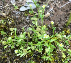 Brachyscome goniocarpa