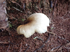Omphalotus nidiformis