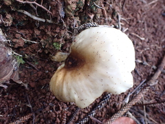 Omphalotus nidiformis