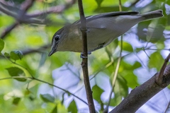 Vireo cassinii