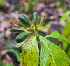Hybanthus concolor