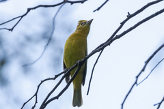 Piranga rubra