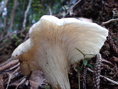 Omphalotus nidiformis