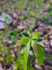 Hybanthus concolor