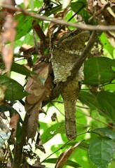 Batrachostomus moniliger