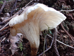 Omphalotus nidiformis