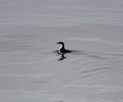 Synthliboramphus scrippsi