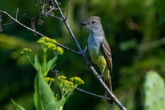 Myiarchus cinerascens