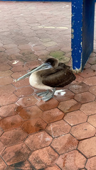 Pelecanus occidentalis urinator