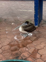 Pelecanus occidentalis urinator