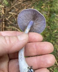 Cortinarius barlowensis