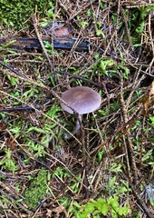 Cortinarius barlowensis