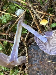 Cortinarius barlowensis