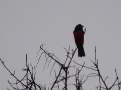 Anisognathus igniventris