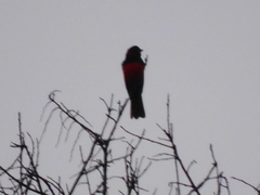 Anisognathus igniventris