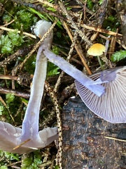 Cortinarius barlowensis