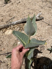 Asclepias erosa