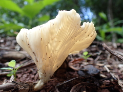 Omphalotus nidiformis