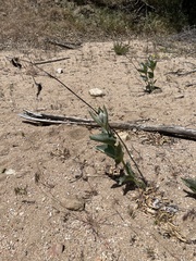 Asclepias erosa
