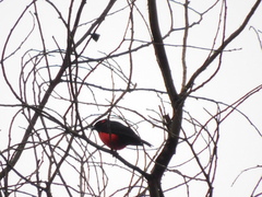 Anisognathus igniventris